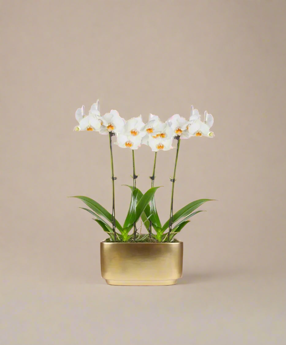 Crystal Orchid