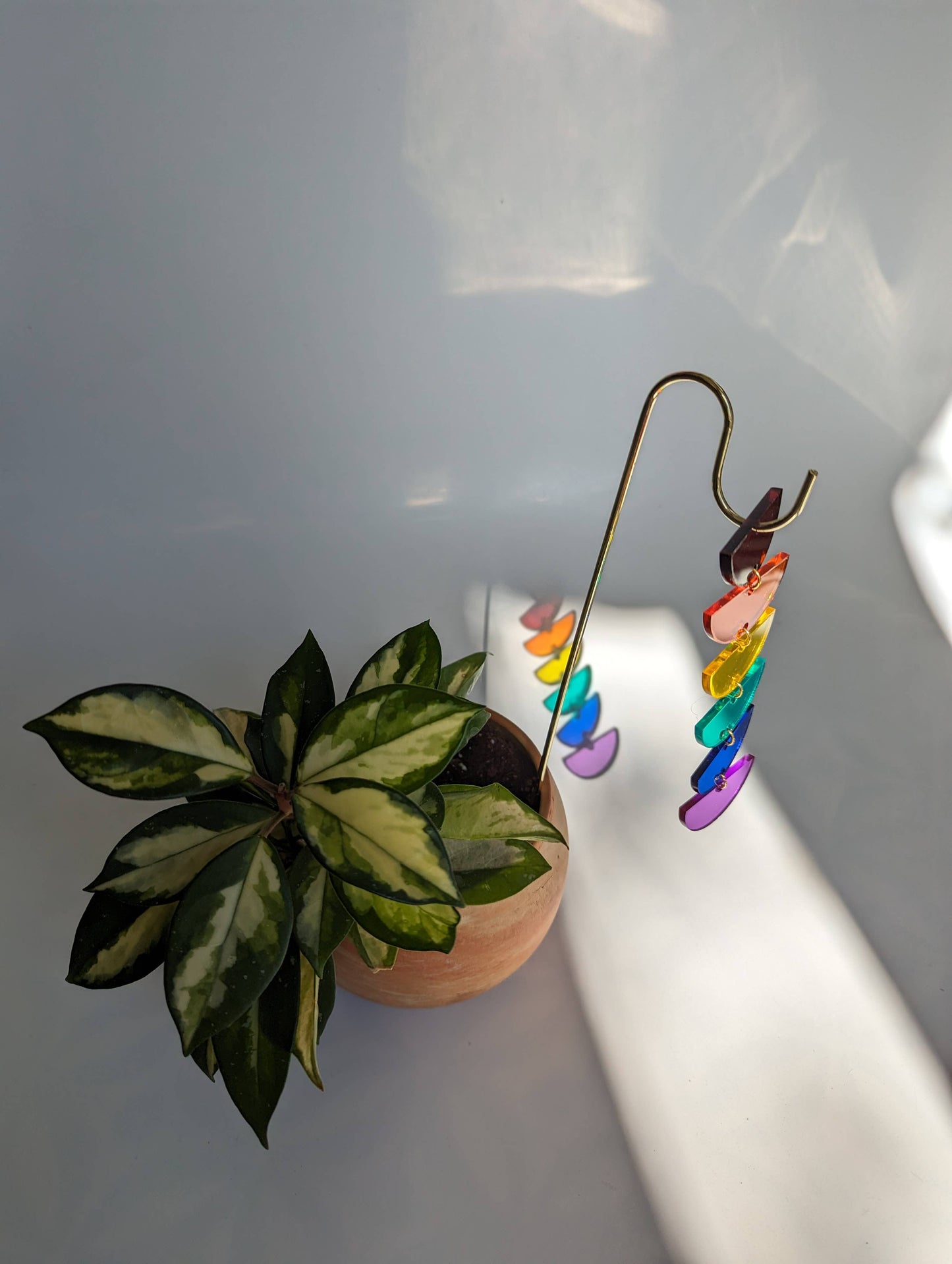 Plant Pick: Rainbow Sunrise