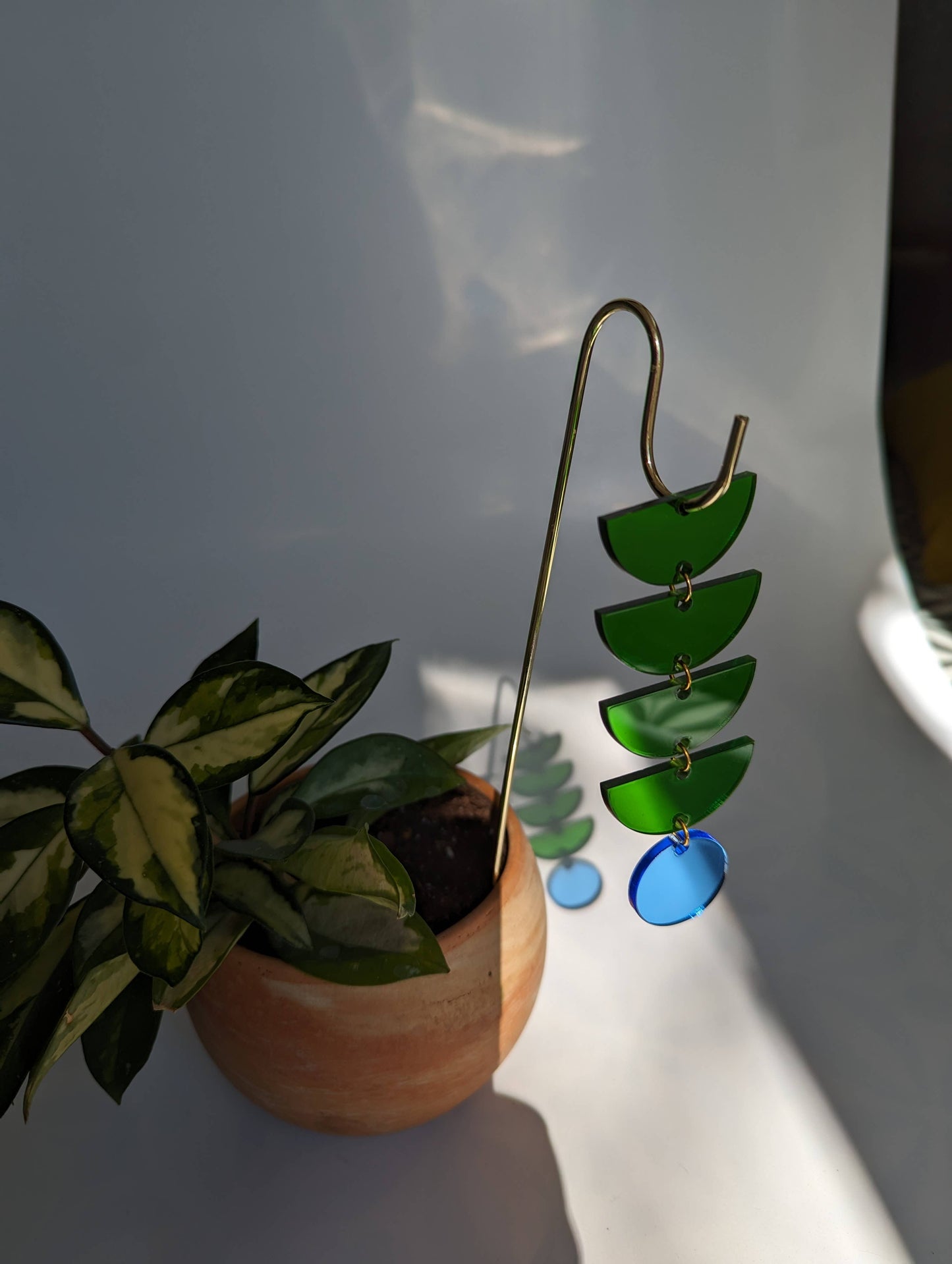 Plant Pick: Green + Blue Sunrise
