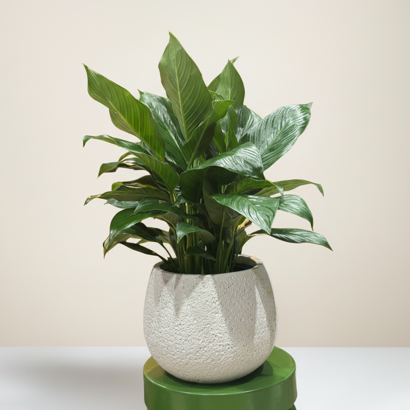 peace lily plant for sale Peace lily Spath