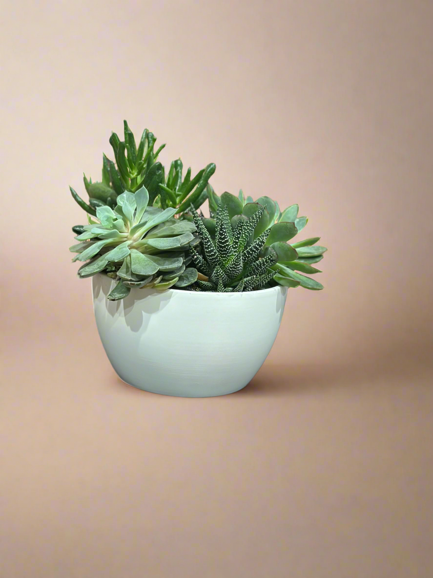 Succulent bowl