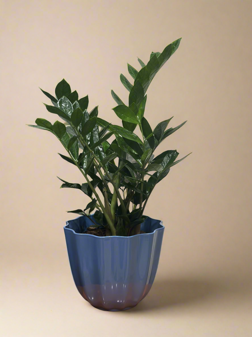 Basket of Zz plant