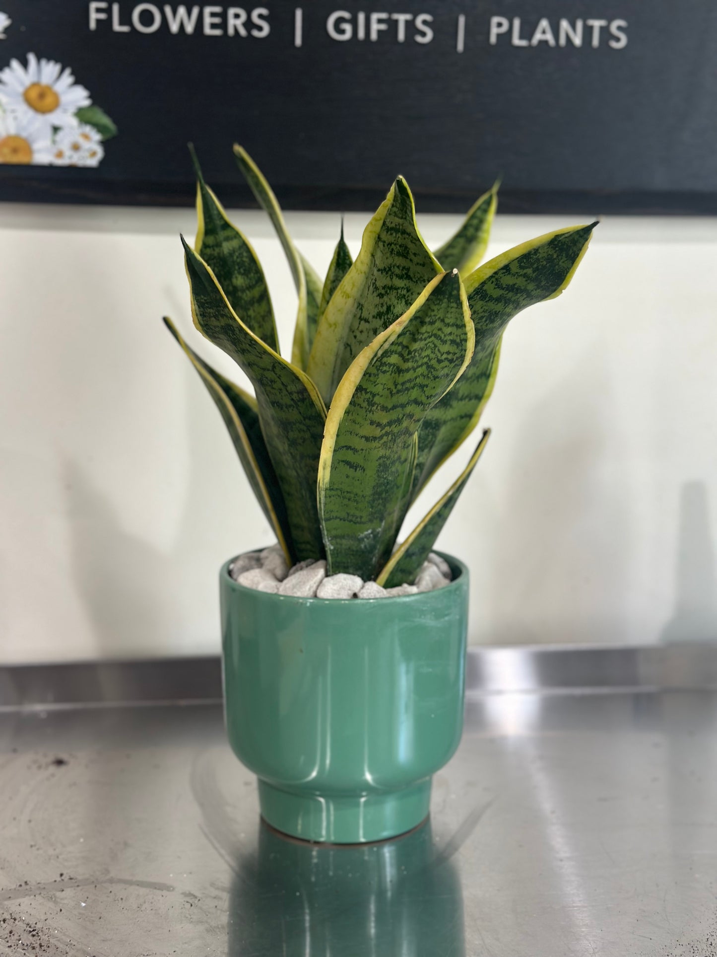 Small snake plant