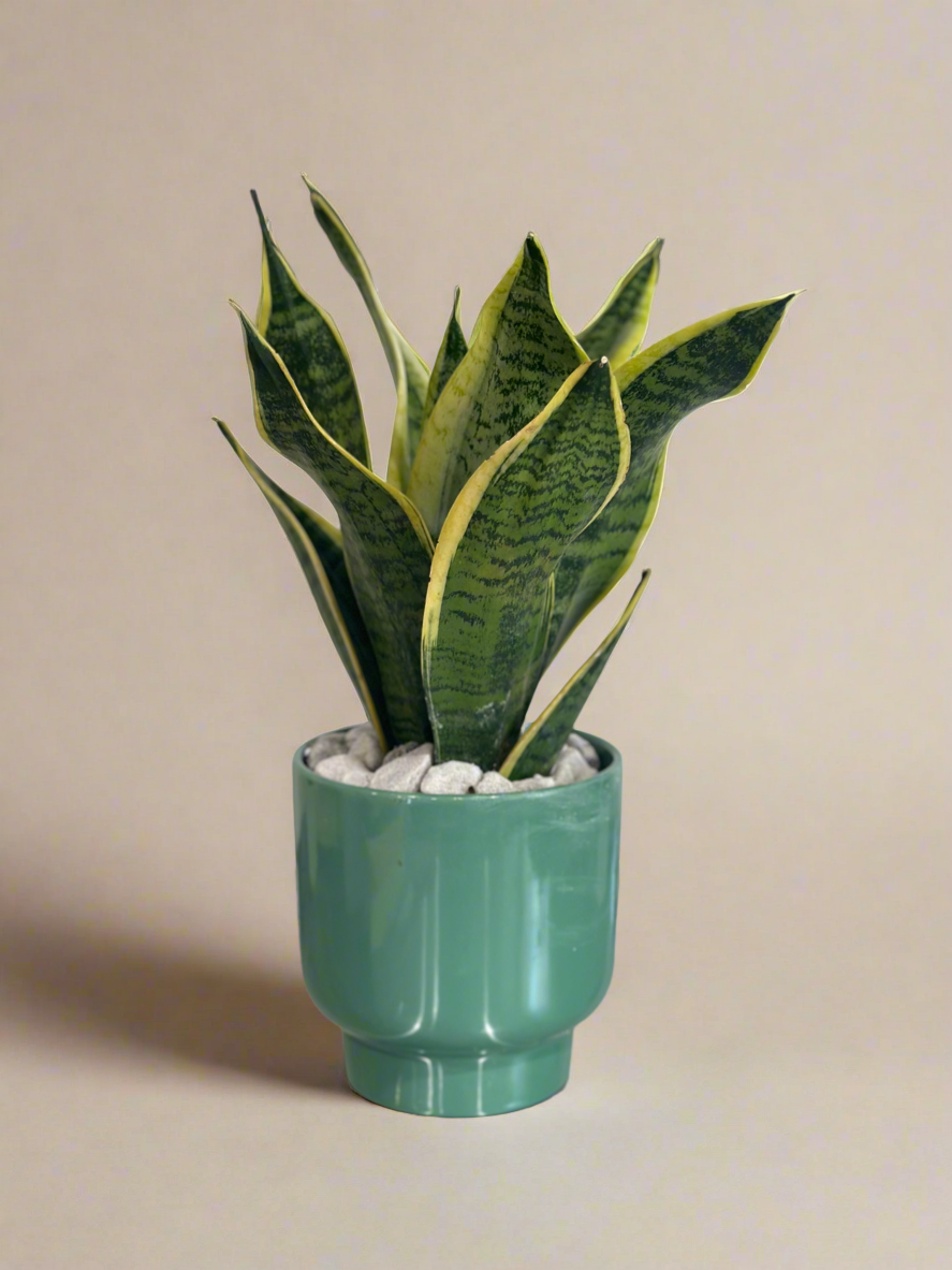Small snake plant