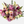 Load image into Gallery viewer, Zephyr - FREE DELIVERY IN DC