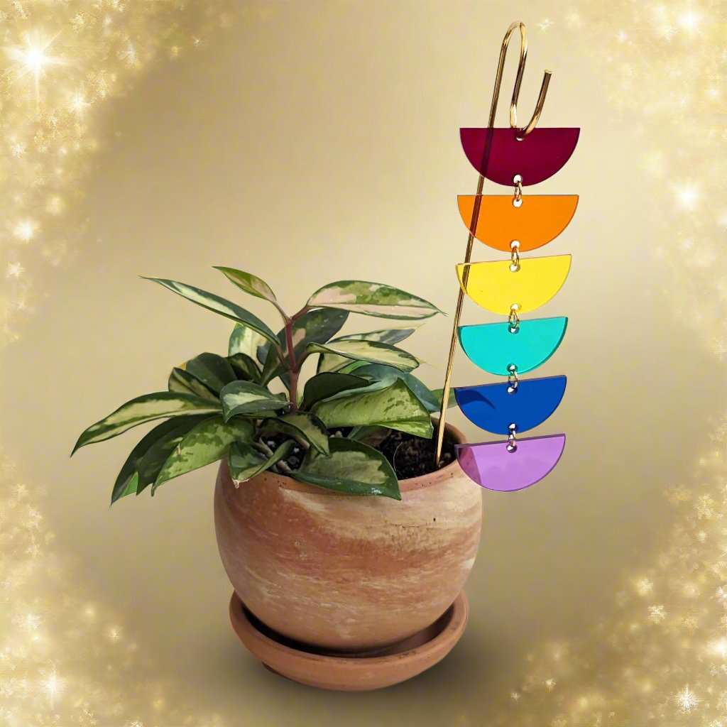 Plant Pick: Rainbow Sunrise