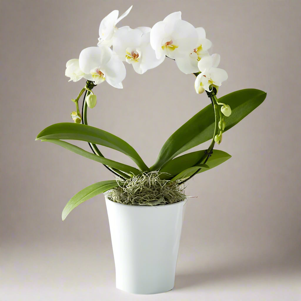 Large blooming orchid wreath