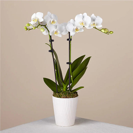 Orchid elegance