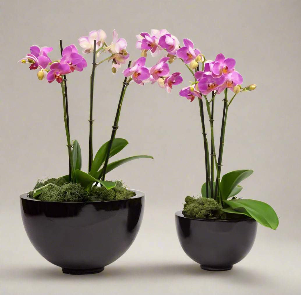Orchids