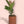 Load image into Gallery viewer, Little ficus tree
