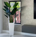 Bird of paradise silk tree in white planter