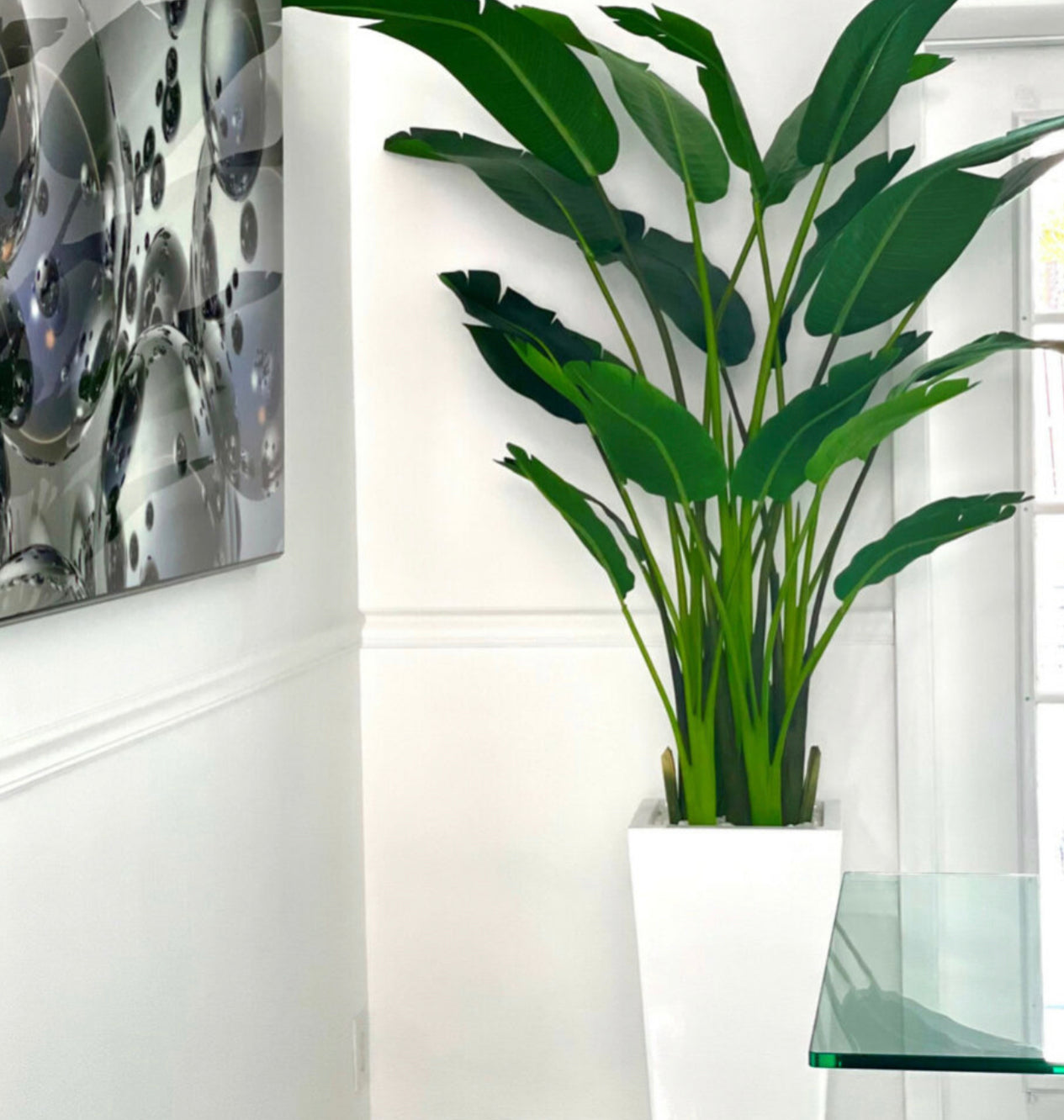 Bird of paradise silk tree in white planter