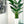 Load image into Gallery viewer, Bird of paradise silk tree in white planter
