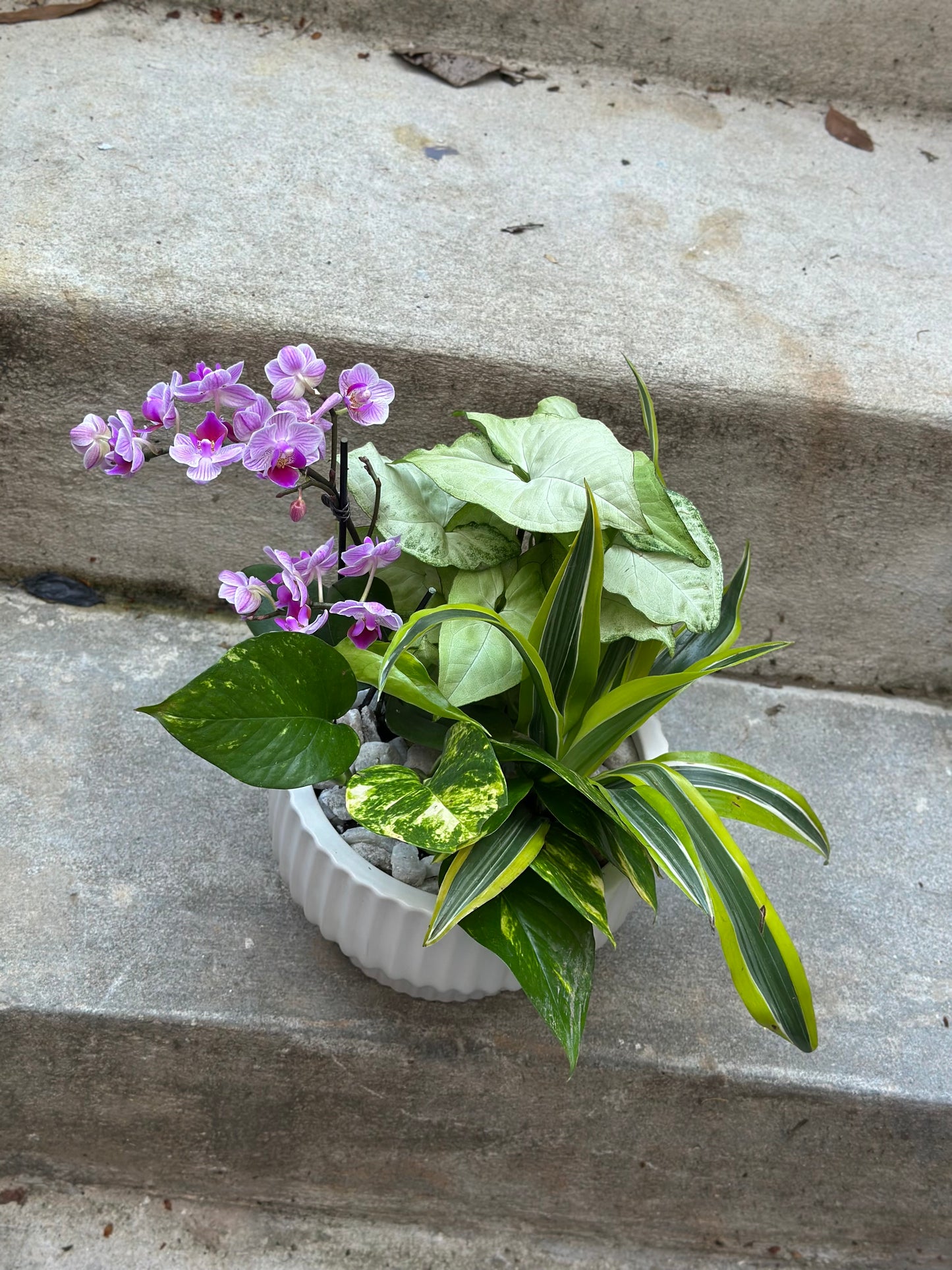 Dish garden