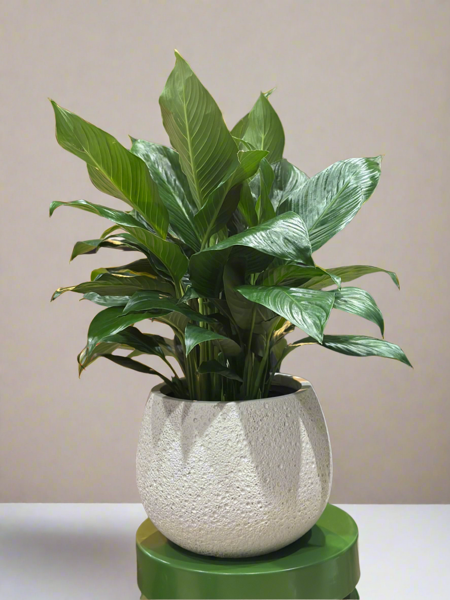 Peace lily Spath