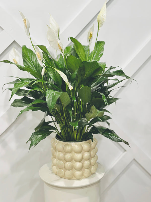 Lush and full peace lily