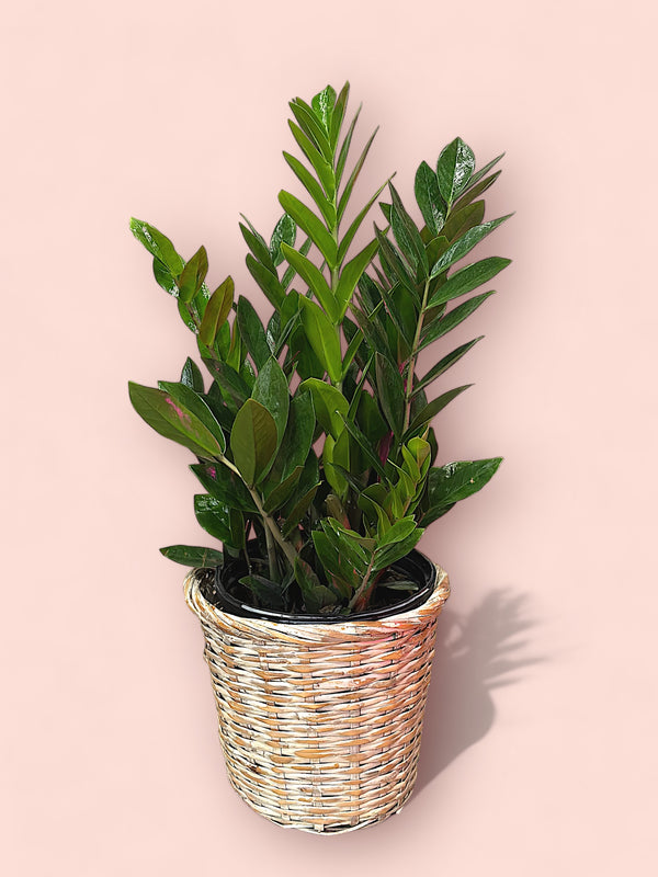 Basket of Zz plant