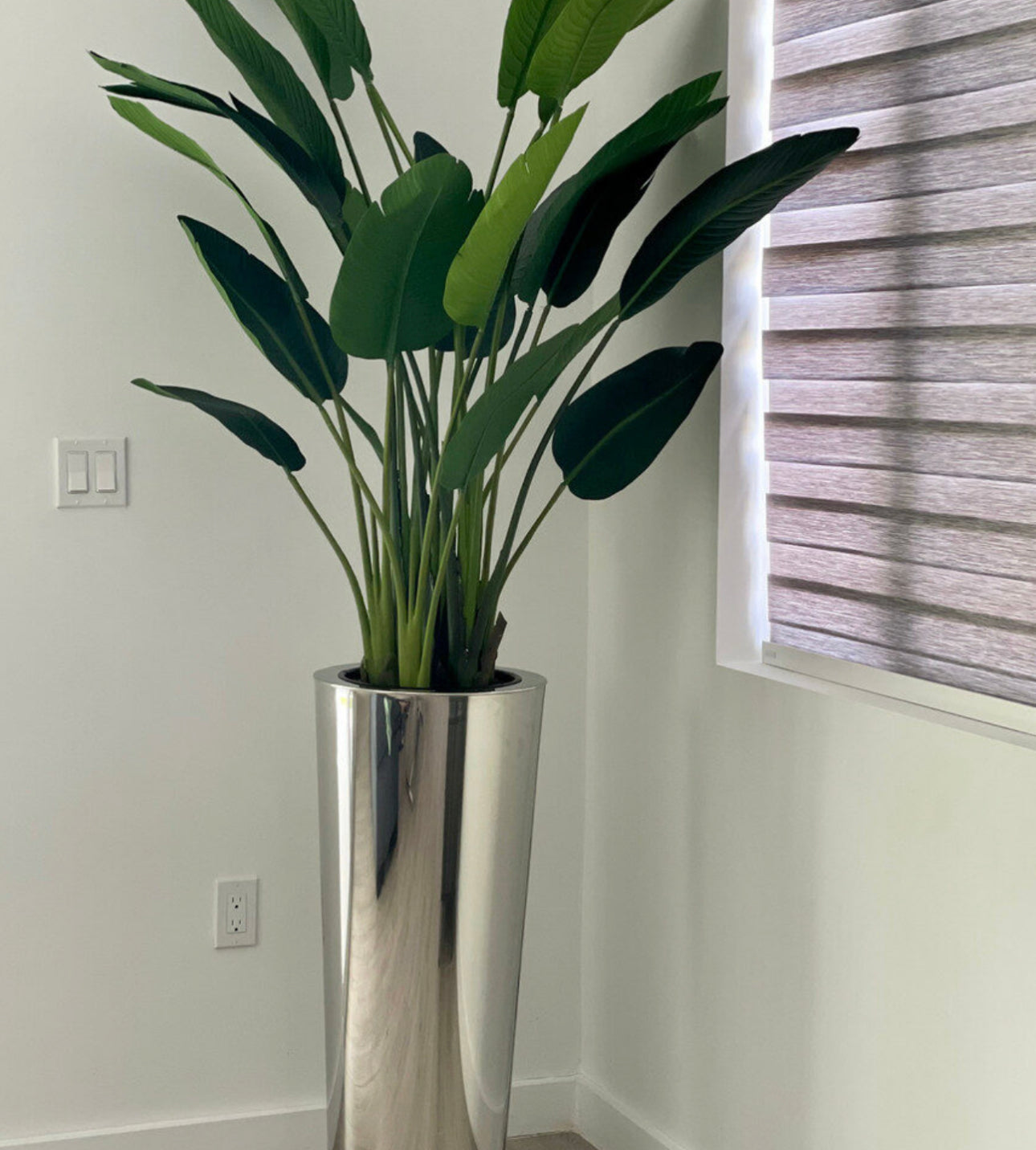 Bird of paradise silk tree