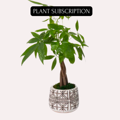 INDOOR PLANT SUBSCRIPTION