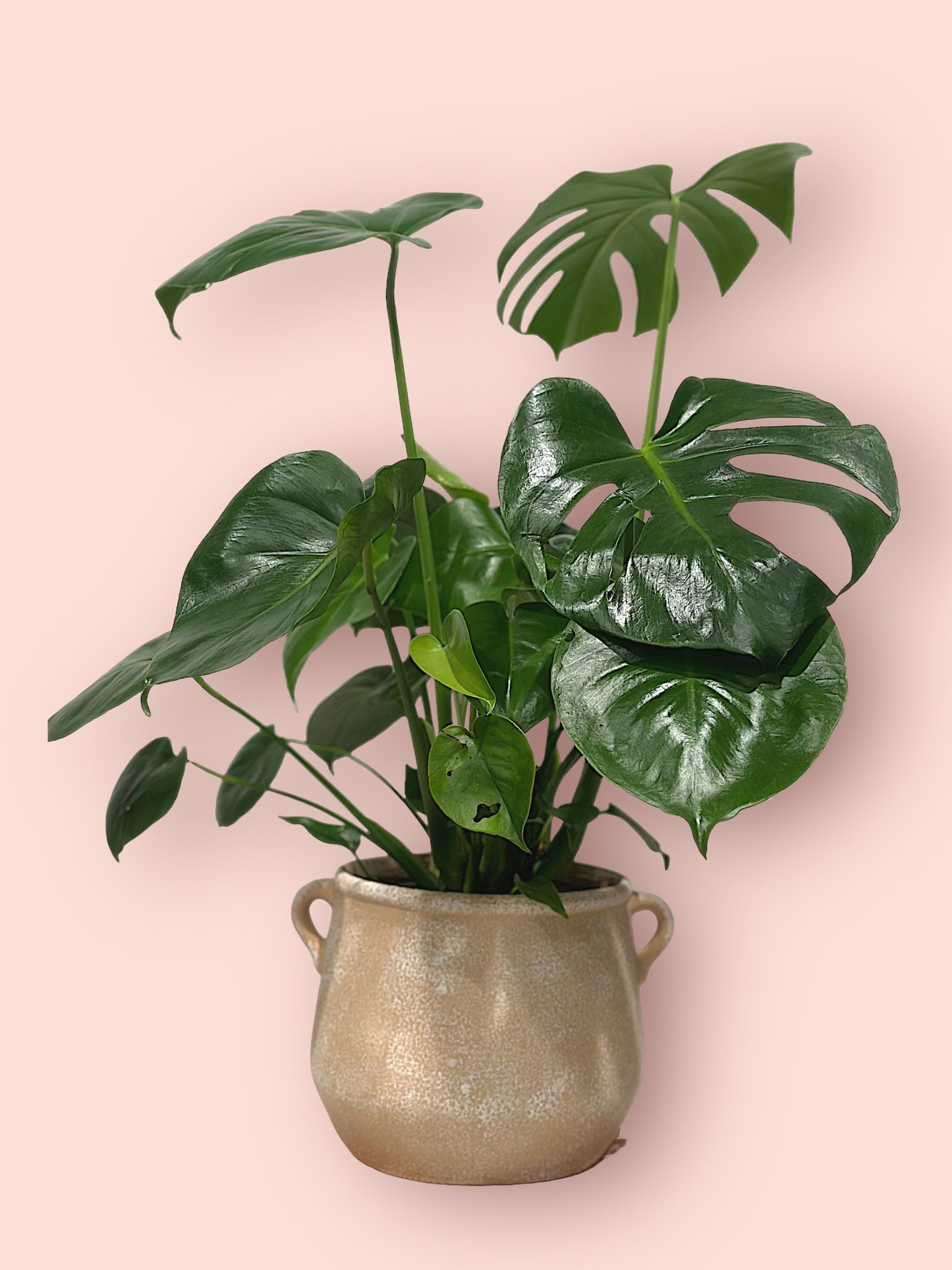 Monstera plant