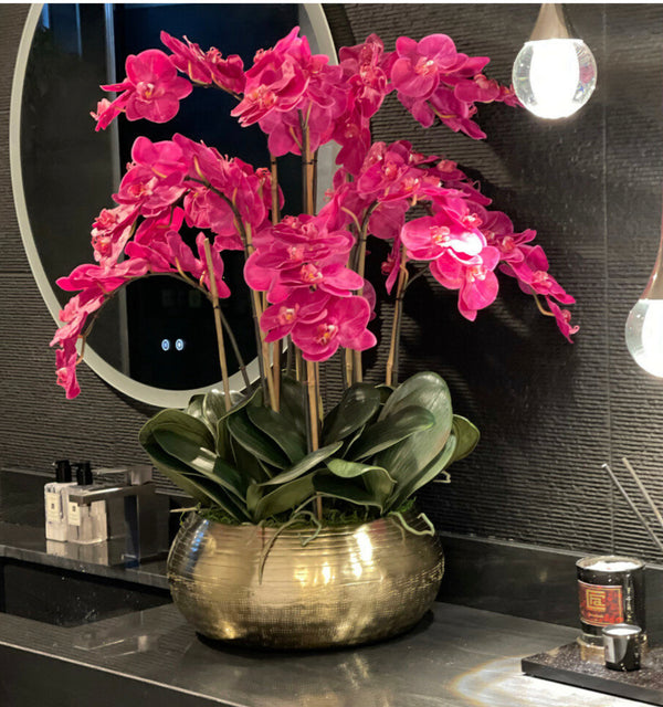 Orchid elegance