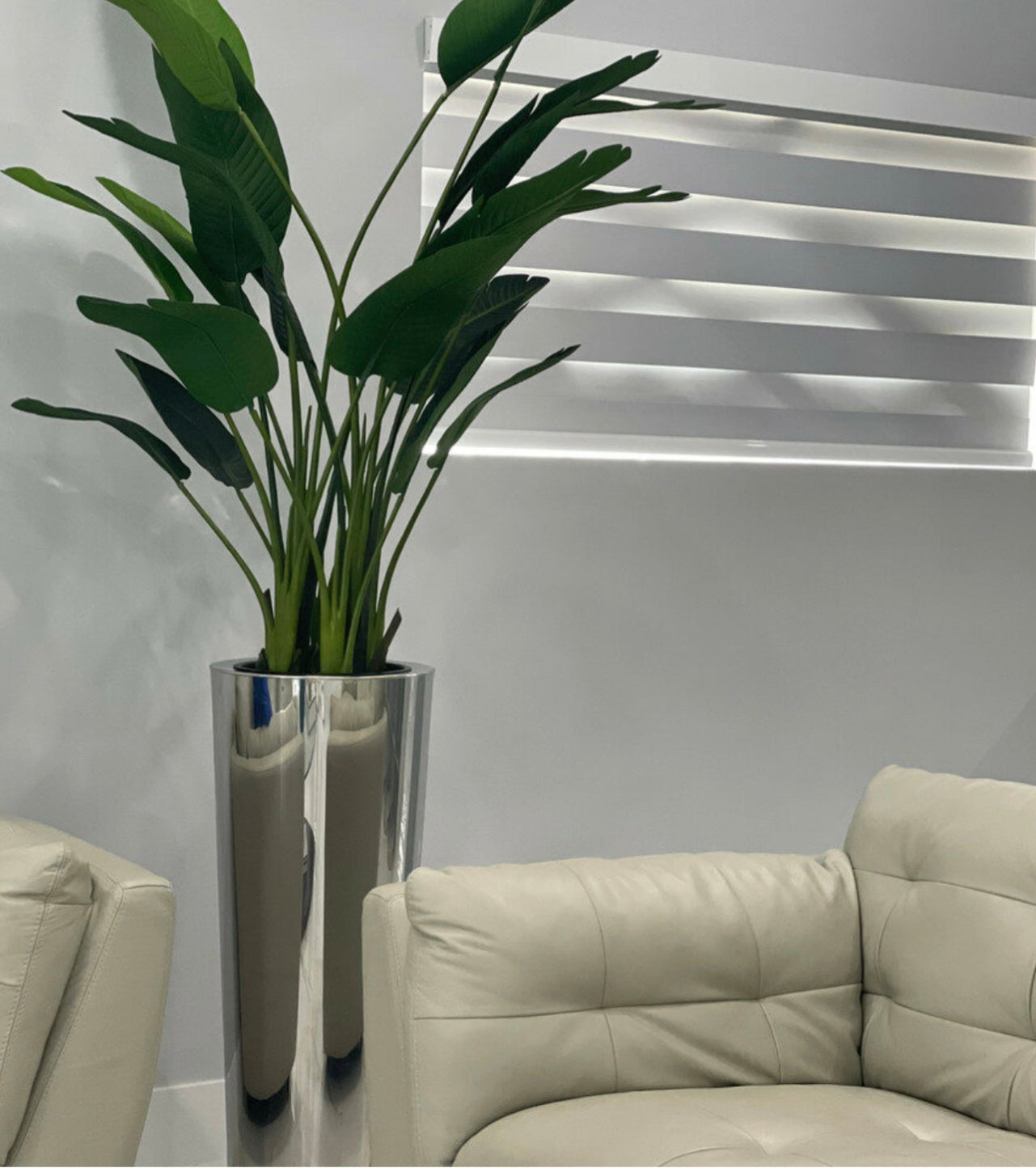 Bird of paradise silk tree