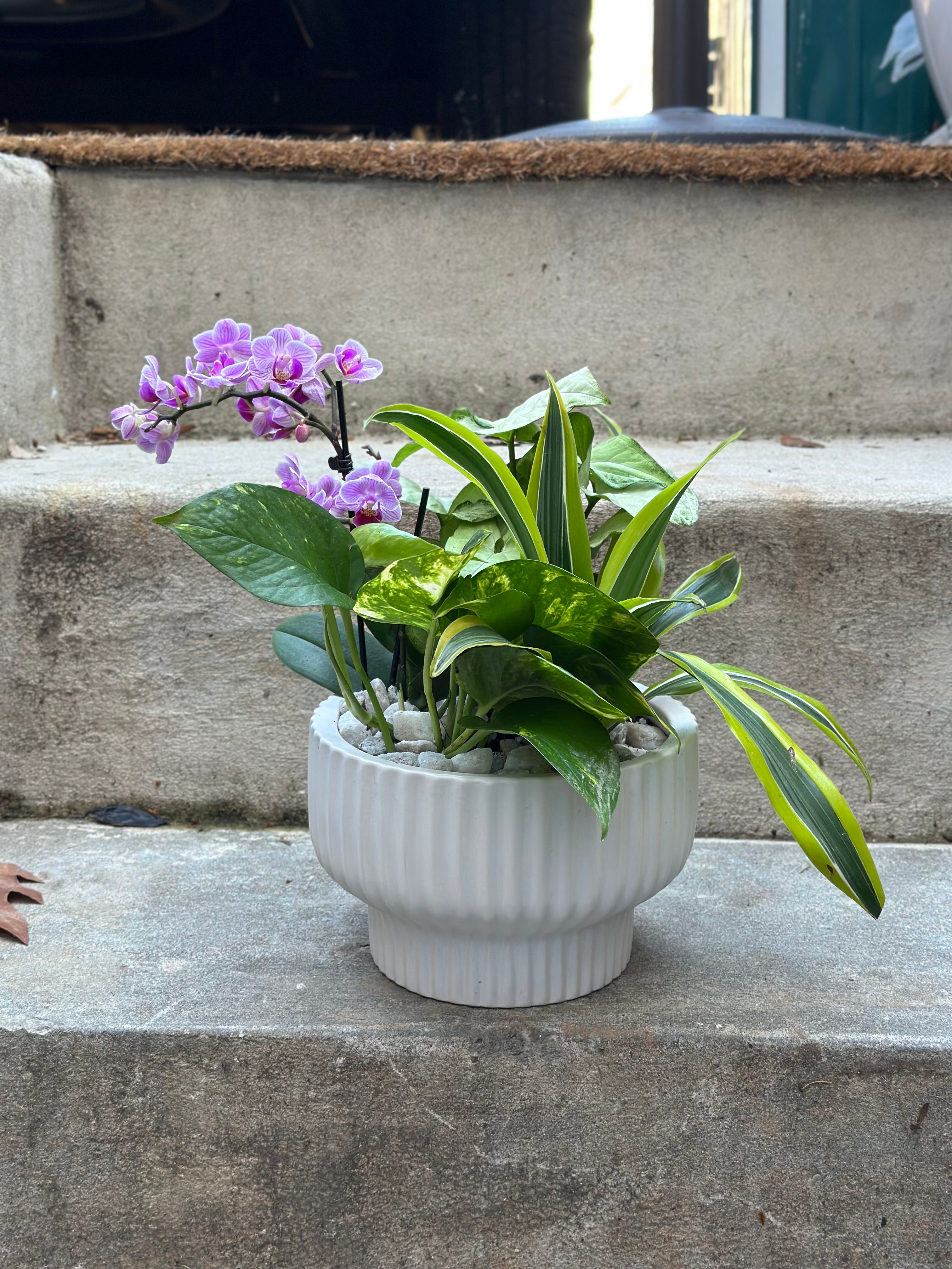 house plant delivery washington dc indoor plant delivery washington dc area