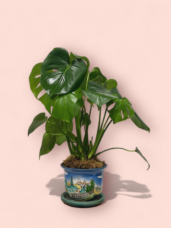Monstera plant in hand made pot