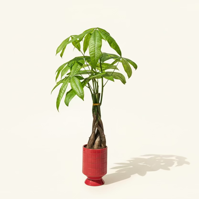 Money tree