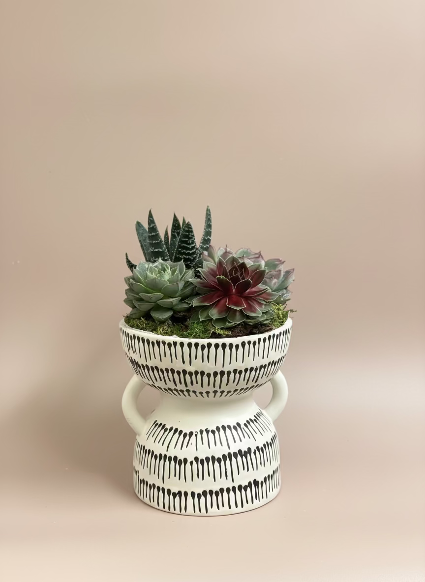 Succulent garden