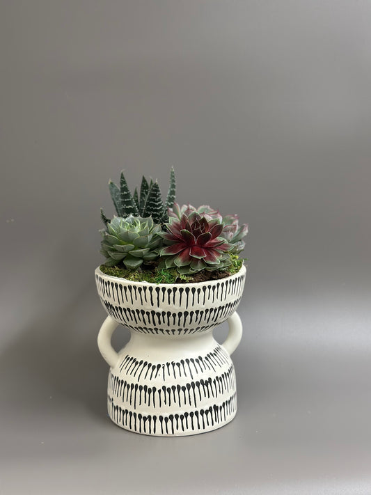 Succulent garden