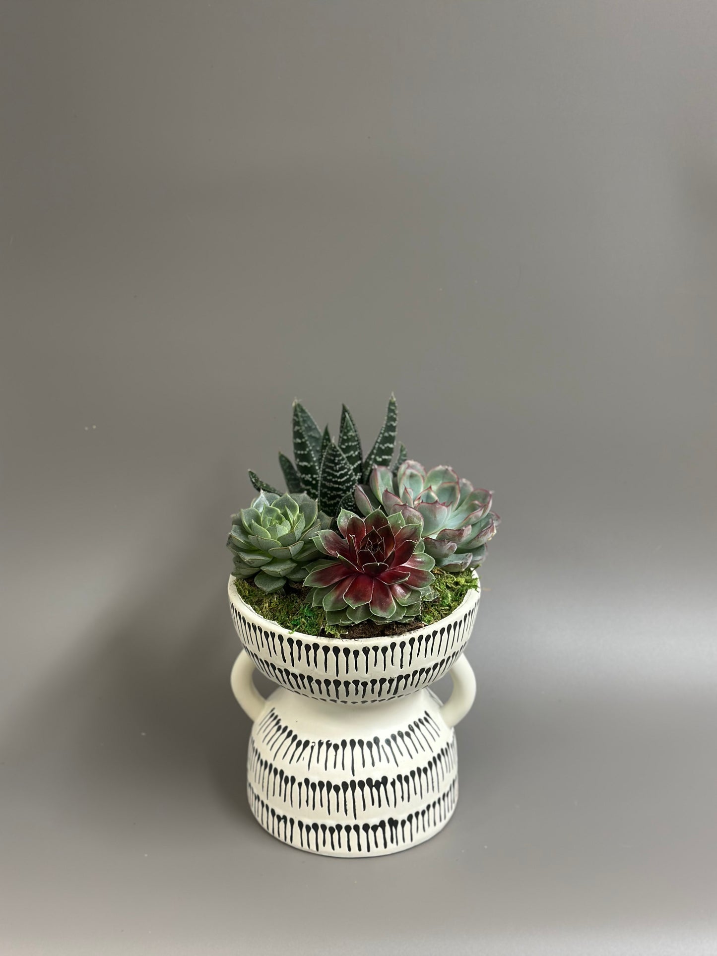 Succulent garden