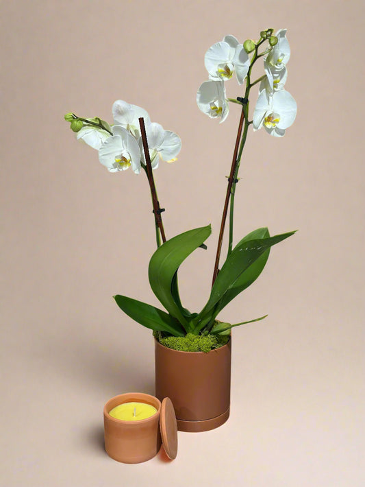 Elegance orchid pot double stem and candle