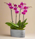 Bliss purple orchid