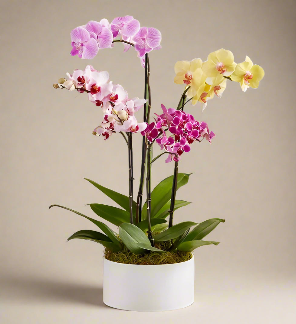 Designer Orchid bowl