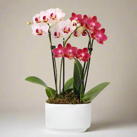 Orchid boat