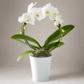 Large blooming orchid wreath
