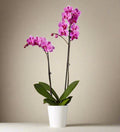 Large pink orchid
