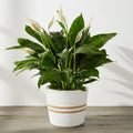 Peace lily basket medium