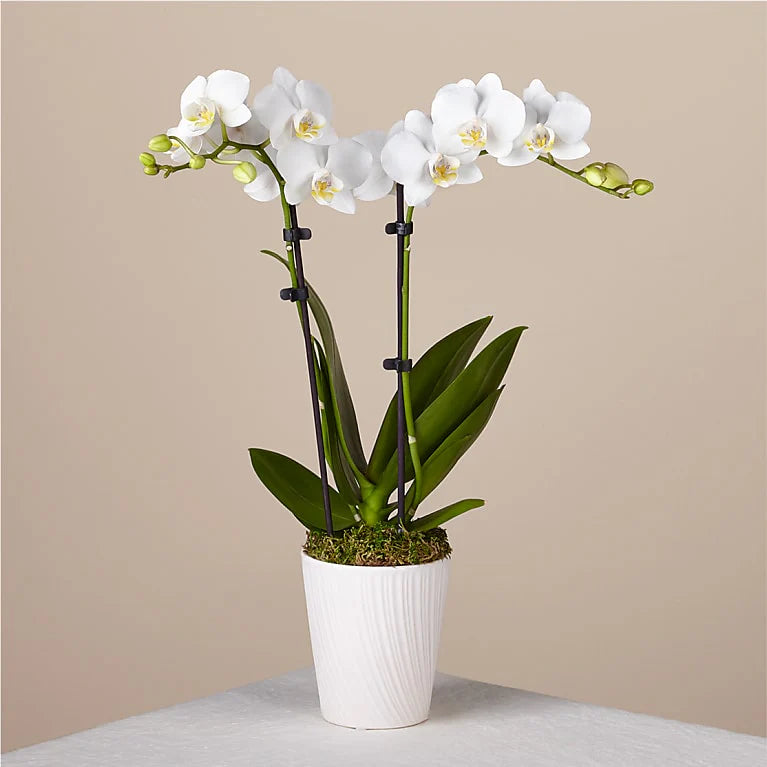 Orchid elegance
