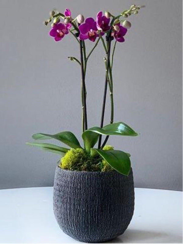 Elegance orchid pot double stem