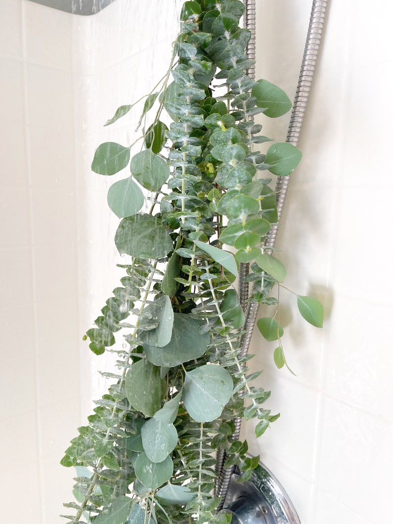 eucalyptus plant indoor shower Aroma