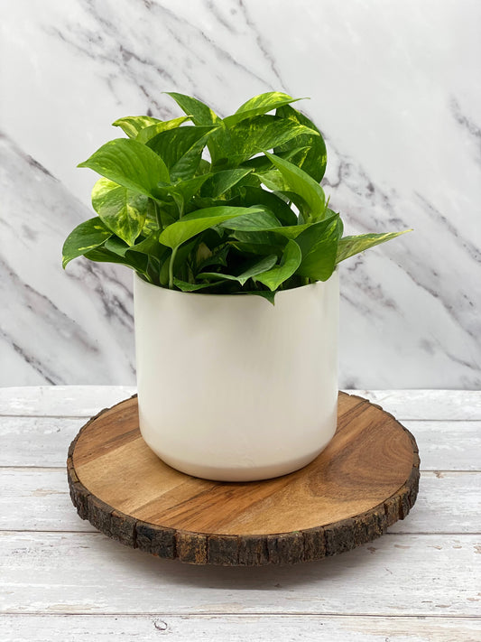 Pothos + pot