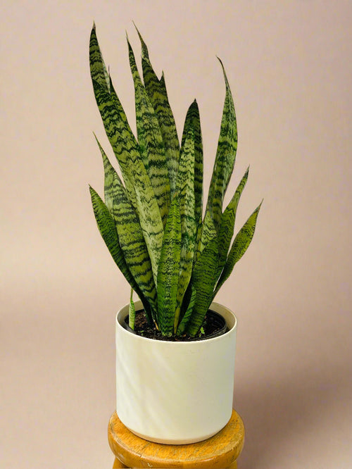 Large snake plant – Roots and Blooms flower shop