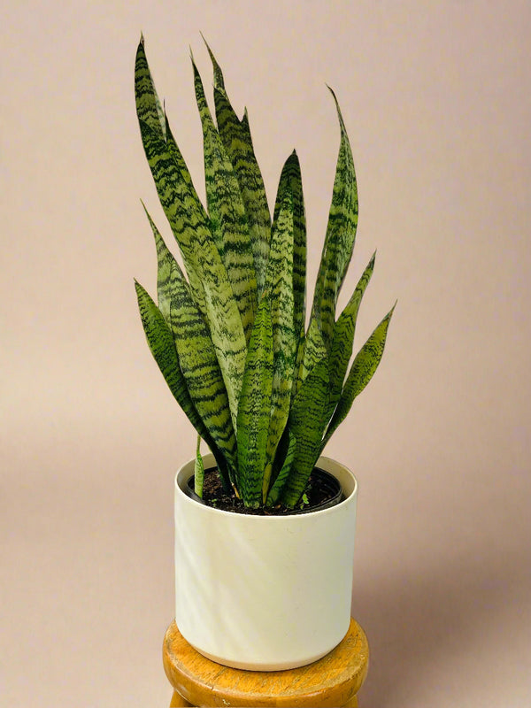 Large snake plant