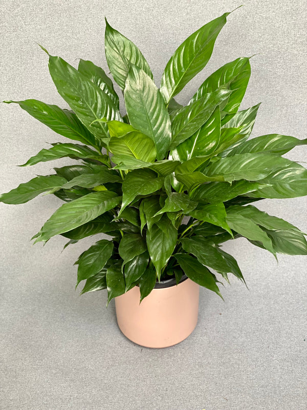 Peace lily Spath